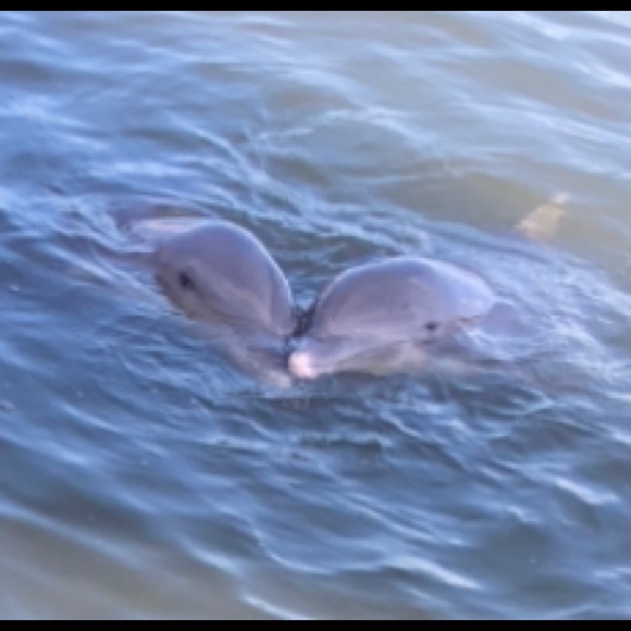 Meet your Posher, Ellie - Picture 1 of 1